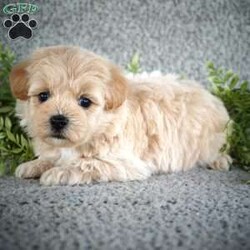 Spike/Maltipoo									Puppy/Male	/9 Weeks,Meet Spike! He is an adorable, sweet Maltipoo pup. He has been well loved on by the kids, and is ready to find his forever family. He is ICA registered. He is up to date on shot and wormer, and is vet checked. These little bundles of fun are known for being smart, loving, and great family pets and companions. Call Samuel Yoder today to make this pup yours! 