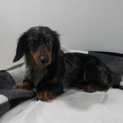 Cocoa/Dachshund									Puppy/Female	/11 Weeks,Meet Cocoa! An adorable Dachshund Puppy! She loves cuddles and all the attention! She is up up to date on vaccines, and deworming. And has had a vet check done to make sure she’s in good health. For more information call or text Mary Sue. A$200 deposit will reseve her and is nonrefundable. 