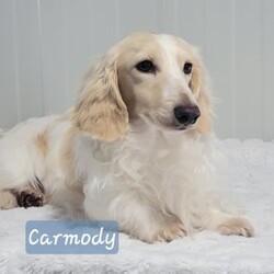 Rollie/Dachshund									Puppy/Male	/June 9th, 2025,Come and meet these beautiful, adorable friendly and simply the best cuddle buddies ever! They are simply stunning! Super friendly, raised in a beautiful USDA certified and NYS inspected home! Very clean and lovely environment with lots cuddles and kisses! Beautiful colors and the dad is a beautiful cream! Mom is a lovely chocolate and tan! Come on out and meet these sweet pups! Will promise to be your very best friend and companion! Loves adventurous hikes , walks , playing outdoors! Call today!!