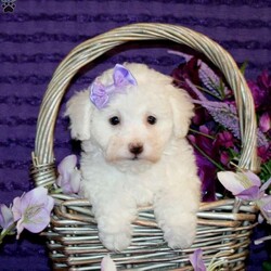 Helen/Bichon Frise									Puppy/Female	/8 Weeks,Say hello to Helen, a precious Bichon Frise puppy with a petite frame and an extra dose of cuteness! She’s been socialized and is as sweet and adorable as they come. Helen is vet checked and up to date on vaccinations and dewormer. She also comes microchipped and with a 1-year genetic health guarantee from the breeder. Plus, she can be registered with the ACA.