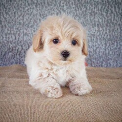 Spike/Maltipoo									Puppy/Male	/9 Weeks,Meet Spike! He is an adorable, sweet Maltipoo pup. He has been well loved on by the kids, and is ready to find his forever family. He is ICA registered. He is up to date on shot and wormer, and is vet checked. These little bundles of fun are known for being smart, loving, and great family pets and companions. Call Samuel Yoder today to make this pup yours! 