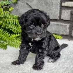 Ace/Havapoo									Puppy/Male	/6 Weeks,Hello My name is Ace! I’m a very smart,playful and outgoing puppy.  Please Pick me and make me your furever companion. I just want a furever home.