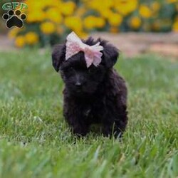 Allie/Yorkie Poo									Puppy/Female	/7 Weeks,Meet Allie– a tiny bundle of love who’s ready to steal your heart with her soulful puppy eyes and affectionate personality. This adorable little Yorkiepoo is family raised, well socialized, and played with daily, making her as friendly as she is adorable. Allie thrives on attention and never turns down a cuddle or a belly rub.