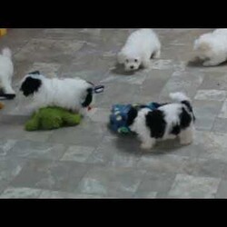 Jeff/Maltipoo									Puppy/Male	/10 Weeks,An awesome smaller type breed. Mom, our toy poodle weighs in at 10 lbs. She is so sweet and loving, and very calm for a poodle. Nate, our maltese daddy, weighs in a 8 lbs. He is a charmer, always happy, and ready for play. These little maltipoos will make great companions — they are well socialized…just waiting to bring you lots of love! They are up to date on their vaccinations and dewormings and have been vet checked. Feel free to call with questions, or to set up a time to come visit them. Thanks, 