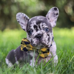 Collin/French Bulldog									Puppy/Male	/8 Weeks,Introducing a handsome AKC French Bulldog puppy, Collin! He’s full of curiosity, unmistakable character, and always up for some playtime or snuggles. His playful energy is truly infectious, turning every moment with him to pure happiness. French bulldogs are often described as playful, affectionate and adaptable, they are wonderful companions for families or individuals alike. If you’re looking for a loyal friend with a big heart and a personality to match, this sweet boy could be the perfect addition to your life!