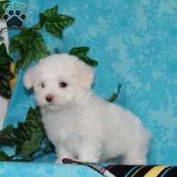 Joseph/Maltipoo									Puppy/Male	/7 Weeks,An awesome smaller type breed. Mom, our toy poodle weighs in at 10 lbs. She is so sweet and loving, and very calm for a poodle. Nate, our maltese daddy, weighs in a 8 lbs. He is a charmer, always happy, and ready for play. These little maltipoos will make great companions — they are well socialized…just waiting to bring you lots of love! They are up to date on their vaccinations and dewormings and have been vet checked. Feel free to call with questions, or to set up a time to come visit them. Thanks, 