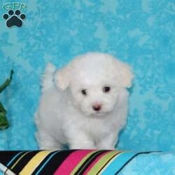 Joseph/Maltipoo									Puppy/Male	/7 Weeks,An awesome smaller type breed. Mom, our toy poodle weighs in at 10 lbs. She is so sweet and loving, and very calm for a poodle. Nate, our maltese daddy, weighs in a 8 lbs. He is a charmer, always happy, and ready for play. These little maltipoos will make great companions — they are well socialized…just waiting to bring you lots of love! They are up to date on their vaccinations and dewormings and have been vet checked. Feel free to call with questions, or to set up a time to come visit them. Thanks, 