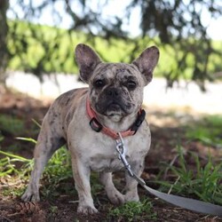 Collin/French Bulldog									Puppy/Male	/8 Weeks,Introducing a handsome AKC French Bulldog puppy, Collin! He’s full of curiosity, unmistakable character, and always up for some playtime or snuggles. His playful energy is truly infectious, turning every moment with him to pure happiness. French bulldogs are often described as playful, affectionate and adaptable, they are wonderful companions for families or individuals alike. If you’re looking for a loyal friend with a big heart and a personality to match, this sweet boy could be the perfect addition to your life!