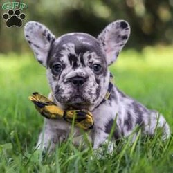 Collin/French Bulldog									Puppy/Male	/8 Weeks,Introducing a handsome AKC French Bulldog puppy, Collin! He’s full of curiosity, unmistakable character, and always up for some playtime or snuggles. His playful energy is truly infectious, turning every moment with him to pure happiness. French bulldogs are often described as playful, affectionate and adaptable, they are wonderful companions for families or individuals alike. If you’re looking for a loyal friend with a big heart and a personality to match, this sweet boy could be the perfect addition to your life!
