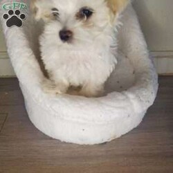 Krypto/Maltese									Puppy/Male	/10 Weeks,These adorable little fluffballs have been raised with our family spoiled with love and are already used to cuddles and playtime with kids. They’re super friendly have the sweetest temperament and are looking for homes where they’ll be treated like family. He was born on 06/03/2025.  He is very active and playful so it is hard to capture good pictures.  Both parents are pure Maltese (small white loving temperament). Hypoallergenic & non-shedding. Raised in a loving home environment (NOT a kennel). Socialized with kids making them perfect family pets.  Father is about 7-8lbs and Mother is about the same.  He is very playful with his parents.  We are teaching him how to potty train by going on the pads but not fully trained yet. 