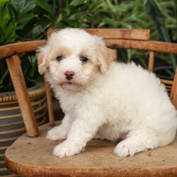 Phoebe/Mini Sheepadoodle									Puppy/Female	/9 Weeks,This is a F1b Micro Sheepadoodle, a mix between a Mini Sheepadoodle and a Mini Poodle. Sheepadoodles are playful, intelligent, loving, sociable and great family dogs. Sheepadoodles have a goofy and fun personality. They are typically between 15-20 lbs full grown. Our puppies come with their first round of shots and dewormer and will be vet checked to ensure a healthy puppy. We take great pride in getting our puppies ready for their forever homes! We offer transportation for those who can not come pick up at our farm. Thanks for checking us out, feel free to reach out with any other questions or additional photos.