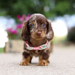 Pixel/Dachshund									Puppy/Female	/7 Weeks,Meet the most adorable Mini Dachshund girl named Pixel! With a silky-smooth coat, floppy ears and those irresistibly soulful eyes, she’s the perfect blend of charm, affection and playfulness. Whether she’s trotting by your side, chasing after her favorite toy, or curling up in your lap for a nap, she will bring joy to every moment. This handsome girl will quickly become your shadow, following you wherever you go and showering you with affection. Mini Dachshunds are adored for their unwavering loyalty and bold, spirited personalities. They make wonderful, lifelong companions!