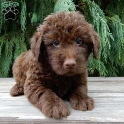 Odie/Labradoodle									Puppy/Male	/7 Weeks,Hi! Im the handsome, chocolate F1B medium labradoodle you’ve been looking for!! I’m all excited for adventures, swimming, running, hiking, and playing in the yard! But I also love lazy days with lots of cuddling! My warm, loving puppy eyes and soft, wavy coat will melt your heart!! Prepare to fall in love! I am loved and cared for by a small family, but I think your home seems right for me! You are welcome to come meet me and take me home or I am willing to travel to your home by delivery.