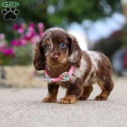 Pixel/Dachshund									Puppy/Female	/7 Weeks,Meet the most adorable Mini Dachshund girl named Pixel! With a silky-smooth coat, floppy ears and those irresistibly soulful eyes, she’s the perfect blend of charm, affection and playfulness. Whether she’s trotting by your side, chasing after her favorite toy, or curling up in your lap for a nap, she will bring joy to every moment. This handsome girl will quickly become your shadow, following you wherever you go and showering you with affection. Mini Dachshunds are adored for their unwavering loyalty and bold, spirited personalities. They make wonderful, lifelong companions!