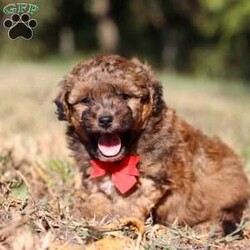Asher/Havapoo									Puppy/Male	/5 Weeks,Meet Asher, the most adorable Havapoo boy! With his sweet expression and a personality that shines, he will always be ready to brighten your day. Whether he’s trotting by your side, chasing after his favorite toy, or curling up in your lap for a nap, she will bring joy to every moment. This sweet boy will quickly become your shadow, following you wherever you go and showering you with affection. Havanese are adored for their gentle and playful nature, while Poodles are known for being intelligent and outgoing. Together they make the Havapoo—a delightful blend of intelligence, energy, and affection that’s sure to brighten any home!