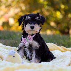 Paisley/Miniature Schnauzer									Puppy/Female	/8 Weeks,Meet Paisley—a darling AKC Miniature Schnauzer with an adorable, whiskered face! This little one is bursting with curiosity and affection, making her an excellent family pet and an eager adventure buddy. Schnauzers are well known for their playful and spirited nature, but they also make excellent watchdogs. Alert and attentive, they have a keen sense of awareness and won’t hesitate to let you know if something seems amiss. Whether she’s playing, exploring, or cuddling up for a nap, she is sure to brighten any of your ordinary days!