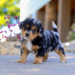 Bam Bam/Yorkie Poo									Puppy/Male	/7 Weeks,Say hello to Bam Bam — an absolutely adorable Yorkie-Poo puppy with a heart full of happiness and a playful spark in his eye! From his ever-wagging tail to his sweet, snuggly personality, Bam Bam knows how to make every moment feel special. Whether he’s bouncing around during playtime or cuddling up for a nap, he brings joy, laughter, and love wherever he goes.