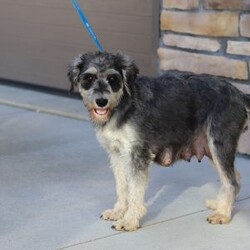 Paisley/Miniature Schnauzer									Puppy/Female	/8 Weeks,Meet Paisley—a darling AKC Miniature Schnauzer with an adorable, whiskered face! This little one is bursting with curiosity and affection, making her an excellent family pet and an eager adventure buddy. Schnauzers are well known for their playful and spirited nature, but they also make excellent watchdogs. Alert and attentive, they have a keen sense of awareness and won’t hesitate to let you know if something seems amiss. Whether she’s playing, exploring, or cuddling up for a nap, she is sure to brighten any of your ordinary days!