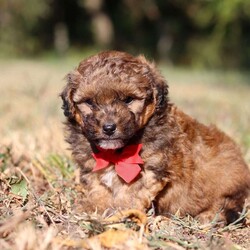 Asher/Havapoo									Puppy/Male	/5 Weeks,Meet Asher, the most adorable Havapoo boy! With his sweet expression and a personality that shines, he will always be ready to brighten your day. Whether he’s trotting by your side, chasing after his favorite toy, or curling up in your lap for a nap, she will bring joy to every moment. This sweet boy will quickly become your shadow, following you wherever you go and showering you with affection. Havanese are adored for their gentle and playful nature, while Poodles are known for being intelligent and outgoing. Together they make the Havapoo—a delightful blend of intelligence, energy, and affection that’s sure to brighten any home!