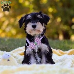 Paisley/Miniature Schnauzer									Puppy/Female	/8 Weeks,Meet Paisley—a darling AKC Miniature Schnauzer with an adorable, whiskered face! This little one is bursting with curiosity and affection, making her an excellent family pet and an eager adventure buddy. Schnauzers are well known for their playful and spirited nature, but they also make excellent watchdogs. Alert and attentive, they have a keen sense of awareness and won’t hesitate to let you know if something seems amiss. Whether she’s playing, exploring, or cuddling up for a nap, she is sure to brighten any of your ordinary days!