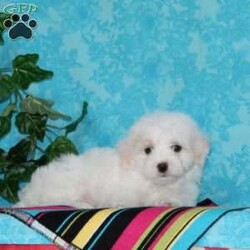 Jeff/Maltipoo									Puppy/Male	/10 Weeks,An awesome smaller type breed. Mom, our toy poodle weighs in at 10 lbs. She is so sweet and loving, and very calm for a poodle. Nate, our maltese daddy, weighs in a 8 lbs. He is a charmer, always happy, and ready for play. These little maltipoos will make great companions — they are well socialized…just waiting to bring you lots of love! They are up to date on their vaccinations and dewormings and have been vet checked. Feel free to call with questions, or to set up a time to come visit them. Thanks, 