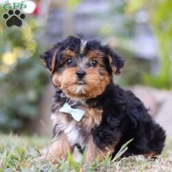 Parker/Yorkie Poo									Puppy/Male	/8 Weeks,Meet the sweetest little Yorkipoo puppy, Parker! He’s a tiny bundle of love with a big personality. Playful and curious, he loves to explore his surroundings, chase after toys, and hang out with his favorite people. Whether he’s showing off his adorable puppy zoomies or snuggling up for a good nap, he will bring endless joy to your home. Yorkies are known for their brave and confident nature, while Poodles bring a playful and friendly spirit. That makes this little Yorkiepoo the perfect blend of energy and affection!