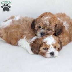 Cooper/Shih-Poo									Puppy/Male	/July 13th, 2025,Cooper is 1 of 4 in his litter , with an approximate adult weight of 12 to 14lbs . 