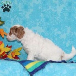 Sapphire/Shih-Poo									Puppy/Female	/8 Weeks,Trixie, our momma shih-poo, weighs in at 15 lbs — she’s a darling, so smart, always ready for some action. Reddy Johnson, our toy poodle weighs 9 lbs, he is a favorite. So sweet, calm for a poodle, always ready to share some love. We have F1b pupppies here, which tend to bring a greater variation, in the poodle and shih-tzu genetics, So pick your favorite! A great mix, poodles are so smart, sharp, and always ready for some exciting playtime. Shih-tzus tend to be more calm and easy going, creating wonderful temperments. These little ones are well socialized — just waiting to give you lots of love! They are up to date on their vaccinations and dewormings, and have been vet checked. Feel free to call with questions, or to set up a time to come visit them. Thanks, 