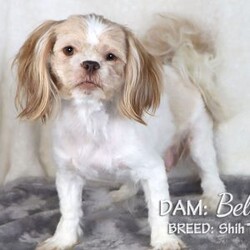 Dustin/Shih Tzu									Puppy/Male	/8 Weeks,Dustin is a red and white male Shih Tzu, a well socialized and happy puppy. He likes to play in the yard with his littermates. This litter of pups enjoy time with our family, including our children, following them and us around. He’s a sweet thing and ready to find his forever home.