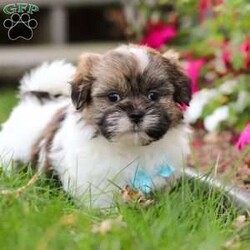 Jaden/Shih Tzu									Puppy/Male	/8 Weeks,Meet Jaden, our sweet ACA registered Shih Tzu puppy! With his soft coat, bright eyes, and gentle personality, he’s sure to capture your heart the moment you meet him. This pup comes from wonderful parents—his dad, Buddy, weighs 13 lbs, and his mom, Lucy, is a petite 9 lbs—giving him the perfect balance of charm and size.