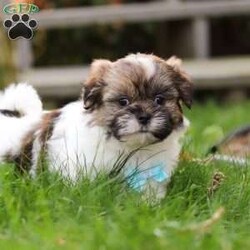 Jaden/Shih Tzu									Puppy/Male	/8 Weeks,Meet Jaden, our sweet ACA registered Shih Tzu puppy! With his soft coat, bright eyes, and gentle personality, he’s sure to capture your heart the moment you meet him. This pup comes from wonderful parents—his dad, Buddy, weighs 13 lbs, and his mom, Lucy, is a petite 9 lbs—giving him the perfect balance of charm and size.