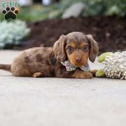 Charlie/Dachshund									Puppy/Male	/7 Weeks,Meet Charlie, an irresistibly adorable ACA Dachshund puppy with the happiest little spirit! With his big, soulful eyes, floppy ears, and that signature long body, he’s the perfect blend of charm and cuteness. Charlie loves to play, explore, and trot around with his tail wagging proudly, but when it’s time to rest, he’s the best snuggler you could ask for. Full of love and personality, this sweet boy is sure to bring endless joy to his forever family!