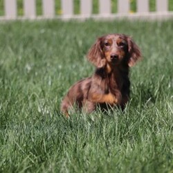 Darla/Dachshund									Puppy/Female	/7 Weeks,Meet Darla, an absolutely heart-melting ACA Dachshund puppy who’s as sweet as she is adorable! With her tiny paws, soulful eyes, and that signature long little body, she’s the very definition of cuteness. She loves nothing more than wiggling her way into your lap, where she can shower you with snuggles and happy tail wags that brighten every moment. Playful, curious, and full of love, this precious girl is sure to steal hearts wherever she goes.