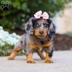 Darla/Dachshund									Puppy/Female	/7 Weeks,Meet Darla, an absolutely heart-melting ACA Dachshund puppy who’s as sweet as she is adorable! With her tiny paws, soulful eyes, and that signature long little body, she’s the very definition of cuteness. She loves nothing more than wiggling her way into your lap, where she can shower you with snuggles and happy tail wags that brighten every moment. Playful, curious, and full of love, this precious girl is sure to steal hearts wherever she goes.