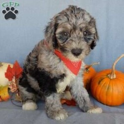 Bear (medium)/Mini Sheepadoodle									Puppy/Male	/12 Weeks,Have you been looking for a new furry friend? Look no further! I have the sweetest little sheepadoodle face you have ever seen… My name is Bear and I would love to come home with you! I am sure with one look into my warm, sweet eyes and I’ll be sure I will have captured your heart already! I am very happy, playful and very kid friendly! I stand out above the rest with my uniquely marked blue merle coat!! Full of personality and always ready to give amazing puppy kisses, I would love to fill your home with all of my puppy love! I have been vet checked and I am up to date on vaccinations and dewormings and I will also come with a 1-year guarantee with the option of extending it to a 3-year guarantee. We ship anywhere in the USA!!! My mother is our sweet, loving 44# sheepadoodle named Lily, and the father is Cory, a 15# blue merle mini poodle! That makes me an F1b medium sized sheepadoodle and I will grow to approx. 25-35# and I will be hypoallergenic and nonshedding!! Why wait when you know I am meant to be yours? Call or text Martha to make me the newest addition to your family and get ready to spend a lifetime of tail wagging fun! (7% sales tax on in home pickups)