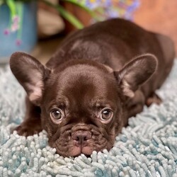 Adopt a dog:Duke/PuppySpot/Male/12 weeks,Hi, I'm Duke! I'm a 12-week-old male French Bulldog with a beautiful chocolate & tan coat, born on July 2, which makes me a Cancer pup. I am ready now to plan my trip to my forever family. Once I reach my adult size, I'm expected to weigh between 20–25 lbs. I'm AKC registered. I can't wait to share my puppy love and silly quirks with you.