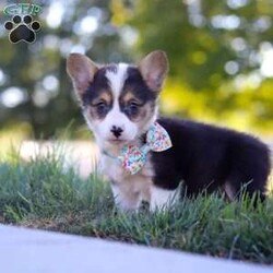 Cinderella/Pembroke Welsh Corgi									Puppy/Female	/8 Weeks,Meet Cinderella, our adorable AKC Registered Pembroke Welsh Corgi! With her signature short legs, fluffy coat, and perky ears, she is the epitome of Corgi cuteness. This playful and affectionate breed is known for its intelligence and lively spirit, and she is no exception. When the day’s adventures are over, she transforms into a snuggle expert, ready to melt your worries away with her warmth and cuddles. Whether she’s chasing toys, exploring the outdoors, or curling up for a cozy nap, her charm will steal your heart.