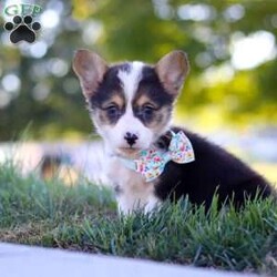 Cinderella/Pembroke Welsh Corgi									Puppy/Female	/8 Weeks,Meet Cinderella, our adorable AKC Registered Pembroke Welsh Corgi! With her signature short legs, fluffy coat, and perky ears, she is the epitome of Corgi cuteness. This playful and affectionate breed is known for its intelligence and lively spirit, and she is no exception. When the day’s adventures are over, she transforms into a snuggle expert, ready to melt your worries away with her warmth and cuddles. Whether she’s chasing toys, exploring the outdoors, or curling up for a cozy nap, her charm will steal your heart.