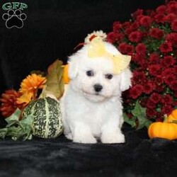 Jewel/Bichon Frise									Puppy/Female	/11 Weeks,To contact the breeder about this puppy, click on the “View Breeder Info” tab above.