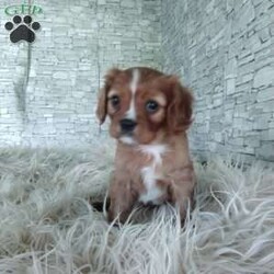 AJ/Cavalier King Charles Spaniel									Puppy/Male	/7 Weeks,Look at me! A healthy happy friendly playful puppy who loves to give puppy kisses! Born and raised in the rolling hills of Holmes county .come meet me or I can be transported to your front door for a small additional fee.text or call for more info.