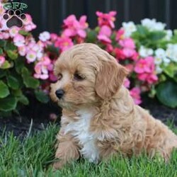 Kiva/Mini Labradoodle									Puppy/Female	/9 Weeks,Meet Kiva, a precious hypoallergenic F1bb mini labradoodle.  She is cuddly and sweet and enjoys snuggles. She has been loved and played with alot as she is family raised and enjoys being with children. She has an adorable personality,  so sweet and gentle. She comes with a clear vet check,  up to date vaccinations, and dewormed.  Her mom weighs 30 lbs. and her dad weighs 10 lbs. She will likely grow to weigh somewhere between the two. She is ready to join her new family! 