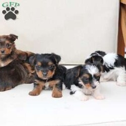 Rocky/Yorkie									Puppy/Male	/August 26th, 2025,Rocky is a part of the absolute dreamiest litter of Yorkies, his dad is chocolate, and his mom is black and tan with a party bloodline . he has an approximate adult weight of 4 to 5 pounds . 