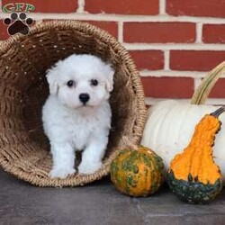Blessing/Bichon Frise									Puppy/Female	/August 8th, 2025,True to her name, Blessing is a little bundle of joy that feels like sunshine wrapped in soft white fur. From the moment you meet her, she carries a special sparkle that lights up the room. Her big, expressive eyes seem to say, “Life is better when we’re together,” and she proves it with every wag of her tail. Blessing has a sweet, affectionate nature that makes her the perfect cuddle buddy, always ready to curl up in your lap and soak up love. She also has a playful side that will make you laugh as she prances around with her toys, as if she knows she’s the star of the show. She thrives on connection and is happiest when she’s making someone smile. Whether it’s a soft kiss on your hand, a joyful dance when you walk in the door, or the comfort of her presence after a long day, Blessing lives up to her name in every way. She’s not just a puppy—she’s a reminder that life’s greatest gifts are small, furry, and full of love.