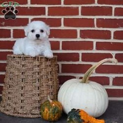 Blessing/Bichon Frise									Puppy/Female	/August 8th, 2025,True to her name, Blessing is a little bundle of joy that feels like sunshine wrapped in soft white fur. From the moment you meet her, she carries a special sparkle that lights up the room. Her big, expressive eyes seem to say, “Life is better when we’re together,” and she proves it with every wag of her tail. Blessing has a sweet, affectionate nature that makes her the perfect cuddle buddy, always ready to curl up in your lap and soak up love. She also has a playful side that will make you laugh as she prances around with her toys, as if she knows she’s the star of the show. She thrives on connection and is happiest when she’s making someone smile. Whether it’s a soft kiss on your hand, a joyful dance when you walk in the door, or the comfort of her presence after a long day, Blessing lives up to her name in every way. She’s not just a puppy—she’s a reminder that life’s greatest gifts are small, furry, and full of love.