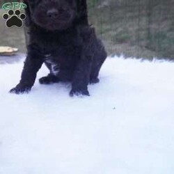 Ollie/Aussiedoodle									Puppy/Male	/10 Weeks,this beautiful Chocolate Ausiedoodle is going to be a little taller then the rest of the siblings , he loves to run play and Tussle with his siblings, would make an excellent walking/hiking partner, he is interacted with daily by kids and adults.