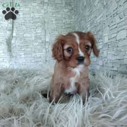 AJ/Cavalier King Charles Spaniel									Puppy/Male	/7 Weeks,Look at me! A healthy happy friendly playful puppy who loves to give puppy kisses! Born and raised in the rolling hills of Holmes county .come meet me or I can be transported to your front door for a small additional fee.text or call for more info.