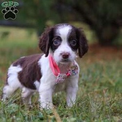 Irene/English Springer Spaniel									Puppy/Female	/9 Weeks,Hi, I’m Irene—an adorable AKC registered English Springer Spaniel puppy with a happy, playful spirit! I love wagging my tail, chasing after toys, and exploring the world around me with my curious eyes. With my soft coat and sweet personality, I’m just as good at snuggling as I am at playing. Loyal, loving, and full of charm, I can’t wait to find my forever family and fill their days with joy.