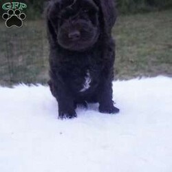Ollie/Aussiedoodle									Puppy/Male	/10 Weeks,this beautiful Chocolate Ausiedoodle is going to be a little taller then the rest of the siblings , he loves to run play and Tussle with his siblings, would make an excellent walking/hiking partner, he is interacted with daily by kids and adults.