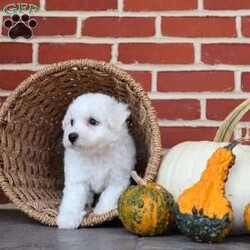 Blessing/Bichon Frise									Puppy/Female	/August 8th, 2025,True to her name, Blessing is a little bundle of joy that feels like sunshine wrapped in soft white fur. From the moment you meet her, she carries a special sparkle that lights up the room. Her big, expressive eyes seem to say, “Life is better when we’re together,” and she proves it with every wag of her tail. Blessing has a sweet, affectionate nature that makes her the perfect cuddle buddy, always ready to curl up in your lap and soak up love. She also has a playful side that will make you laugh as she prances around with her toys, as if she knows she’s the star of the show. She thrives on connection and is happiest when she’s making someone smile. Whether it’s a soft kiss on your hand, a joyful dance when you walk in the door, or the comfort of her presence after a long day, Blessing lives up to her name in every way. She’s not just a puppy—she’s a reminder that life’s greatest gifts are small, furry, and full of love.