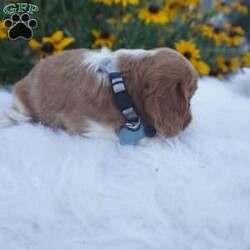 Pumpkin/Cavalier King Charles Spaniel									Puppy/Male	/8 Weeks,Our Cavaliers are loved and played with daily, all pups have been health Checked by the vet, the they are up-to date on vaccines , wormer. Our pups do come with a 1 year health guarantee. We would love if you were able to pick up your pop, but unfortunately do understand that sometimes due to schedules and distance it’s not possible, so we do offer our delivery options coast to coast just message me for a quote.